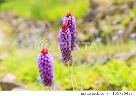 盛開的五龍高山植物園 105780452