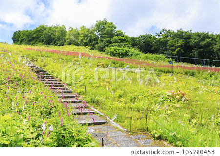 Goryu Alpine Botanical Garden in full bloom 105780453