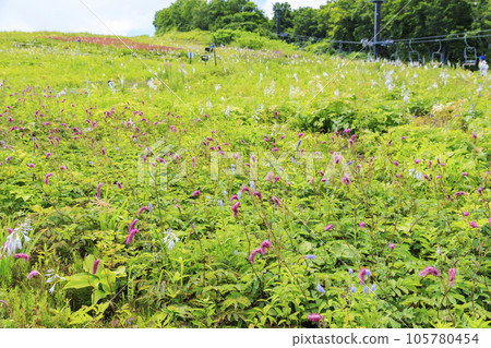 盛開的五龍高山植物園 105780454