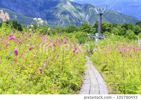 盛開的五龍高山植物園 105780455