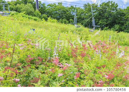 Goryu Alpine Botanical Garden in full bloom 105780456