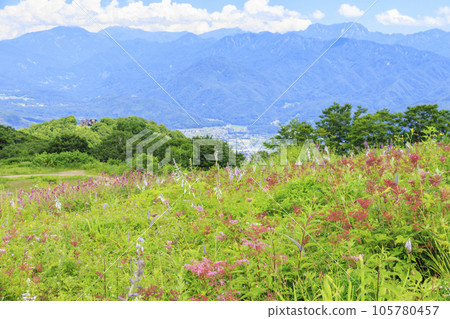 Goryu Alpine Botanical Garden in full bloom 105780457