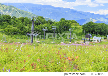 Goryu Alpine Botanical Garden in full bloom 105780458