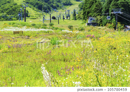 盛開的五龍高山植物園 105780459