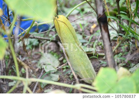 Cucumber for seeds in the next term (outdoor cultivation) Cucumber for seeds in the next term (outdoor cultivation) 105780837