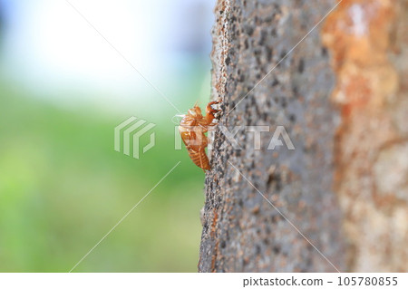 樹幹上殘留的蟬殼 105780855