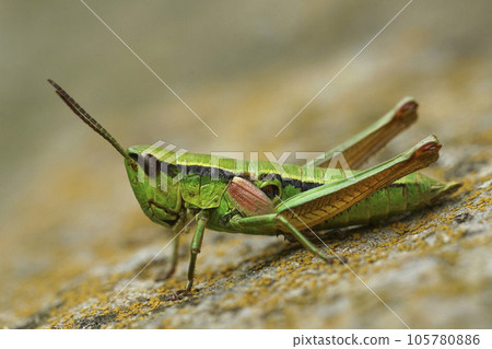 Detailed closeup on a on a colorful green Small Gold Grasshopper, Euthystira brachyptera in Austrian alps 105780886