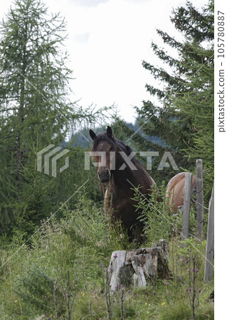 Vertical closeup on a curious, interested brown horse in the Austrian alps looking in the camera 105780887