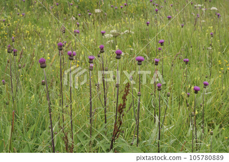 Closeup on an aggregation of colorful purple flowering melancholy thistle flowers, Cirsium heterophyllum Closeup on an aggregation of colorful purple flowering melancholy thistle flowers, Cirsium heterophyllum 105780889