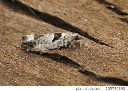 Closeup on the small Small Birch Bell tortricid moth, Epinotia ramella sitting on wood 105780893