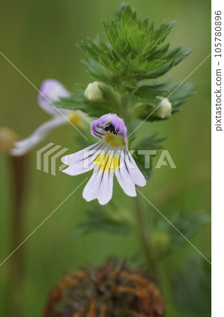 Closeup on the small, fragile looking eyebright wildflower, Euphrasia officinalis Closeup on the small, fragile looking eyebright wildflower, Euphrasia officinalis 105780896