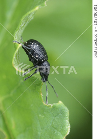Vertical closeup on a black Curculionidae weevil beetle, Otiorhynchus gemmatus sitting on a green leaf Vertical closeup on a black Curculionidae weevil beetle, Otiorhynchus gemmatus sitting on a green leaf 105780901