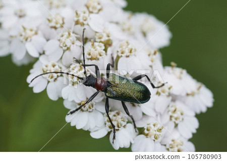 Closeup on a metallic green colored longhorn beetle, Gaurotes virginea sitting on white Achillea millefolium flowers 105780903