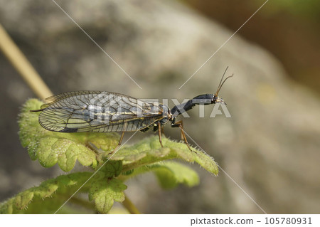 Closeup on the odd shaped Oak Snakefly, Phaeostigma notata sitting on a green leaf 105780931
