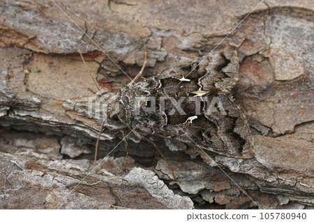 Closeup on a dark Syngrapha ain owlet moth, sitting on wood 105780940