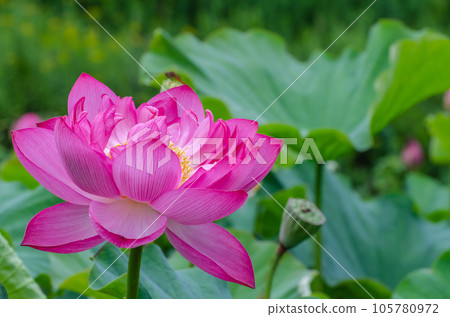 Lotus flowers blooming in Chitose, Hokkaido Lotus flowers blooming in Chitose, Hokkaido 105780972