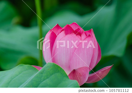 北海道千歲市蓮花盛開 105781112