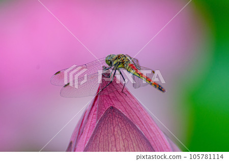 北海道千歲市蓮花盛開 105781114