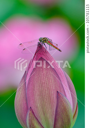 北海道千歲市蓮花盛開 北海道千歲市蓮花盛開 105781115