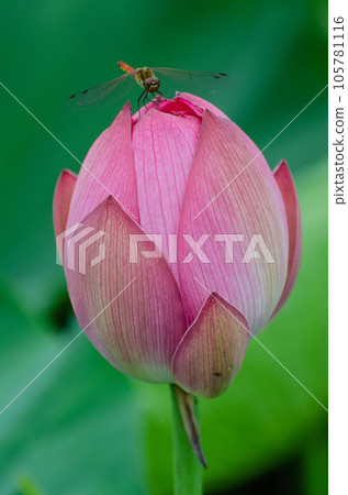 北海道千歲市蓮花盛開 105781116