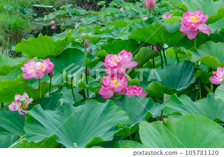 北海道千歲市蓮花盛開 北海道千歲市蓮花盛開 105781120