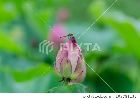 北海道千歲市蓮花盛開 105781133