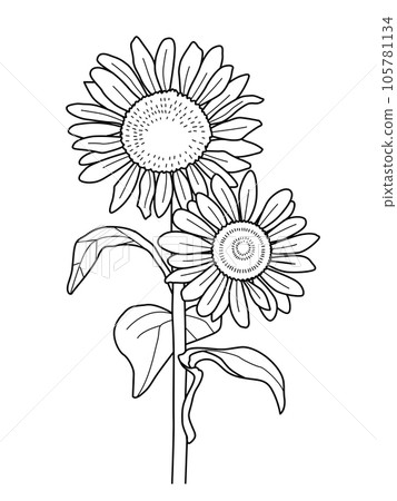 單色背景34_向日葵 單色背景34_向日葵 105781134