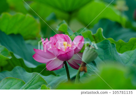 北海道千歲市蓮花盛開 105781135