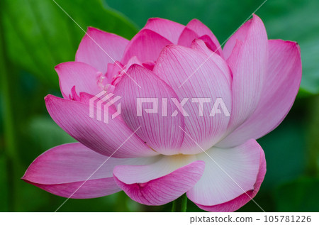 北海道千歲市蓮花盛開 105781226