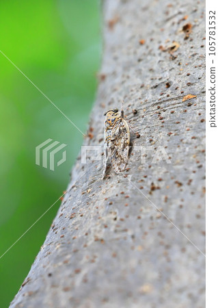 A close-up of the Niini seminar 105781532