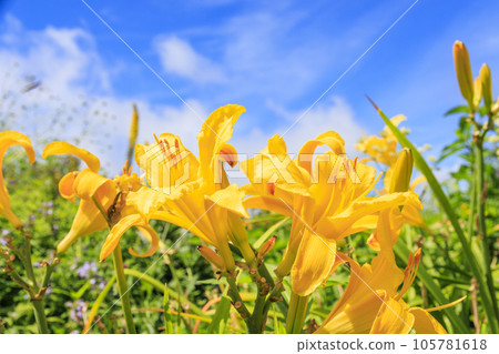 Fujimi Kogen Resort Romance Area in full bloom Fujimi Kogen Resort Romance Area in full bloom 105781618