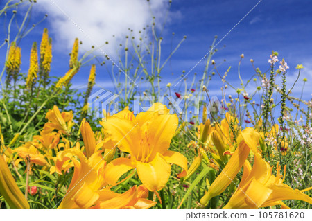 Fujimi Kogen Resort Romance Area in full bloom Fujimi Kogen Resort Romance Area in full bloom 105781620
