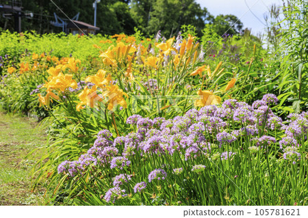 Fujimi Kogen Resort Romance Area in full bloom Fujimi Kogen Resort Romance Area in full bloom 105781621