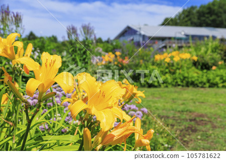 Fujimi Kogen Resort Romance Area in full bloom Fujimi Kogen Resort Romance Area in full bloom 105781622