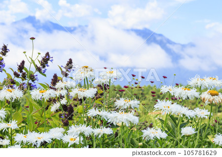 Fujimi Kogen Resort Romance Area in full bloom 105781629