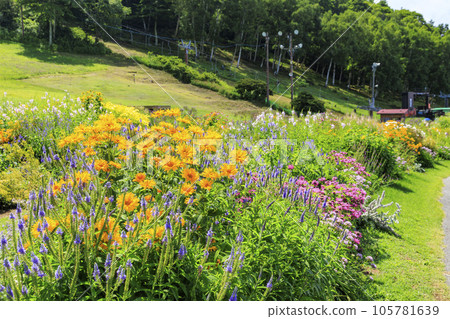 富士見高原度假村浪漫區盛開 105781639
