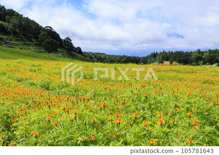 Fujimi Kogen Resort Romance Area in full bloom Fujimi Kogen Resort Romance Area in full bloom 105781643