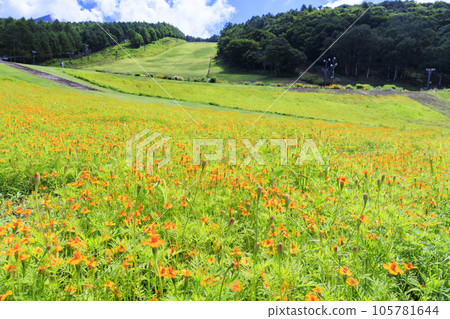 Fujimi Kogen Resort Romance Area in full bloom Fujimi Kogen Resort Romance Area in full bloom 105781644