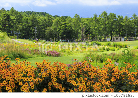 Fujimi Kogen Resort Romance Area in full bloom 105781653