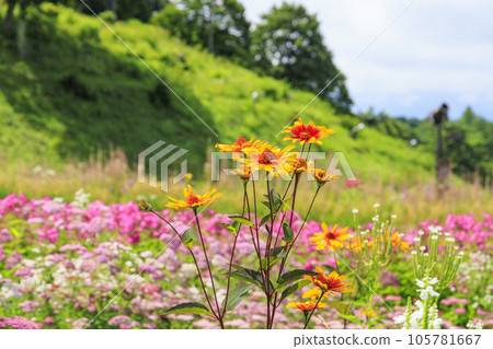 Fujimi Kogen Resort Romance Area in full bloom 105781667