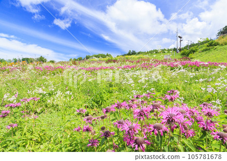 富士見高原度假村浪漫區盛開 105781678