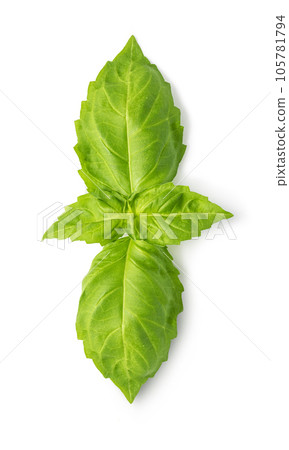 Fresh green basil leaves 105781794