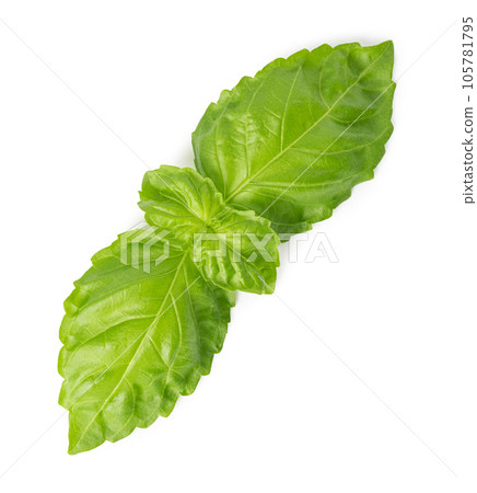 Fresh green basil leaves 105781795