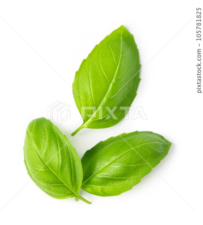 Fresh green basil leaves 105781825