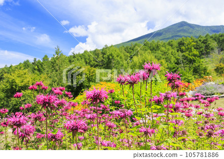 富士見高原度假村岩石花園盛開 105781886