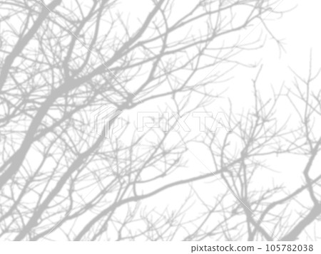 shadow of the tree branches that no leaves on white wall shadow of the tree branches that no leaves on white wall 105782038
