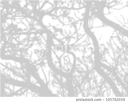 shadow of the tree branches that no leaves on white wall shadow of the tree branches that no leaves on white wall 105782039
