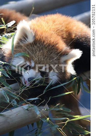 red panda eating leaves red panda eating leaves 105782131
