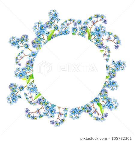 Forget-me-not flowers frame with round white center hand-drawn on white background. Tender watercolor illustration of flower heads. Meadow wildflower scillfully painted for photo, stickers, invitation 105782301