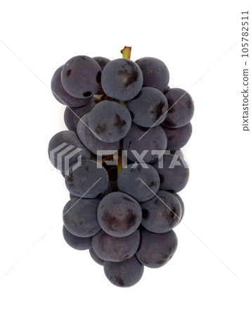 葡萄無核先鋒 105782511